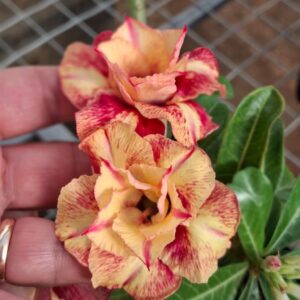 Podadinha - Rosa do Deserto Miss Amarante