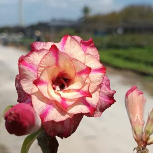 Podadinha - Rosa do Deserto Orion