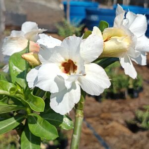 Podadinha - Rosa do Deserto Filha da Lucky White