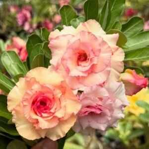 Podadinha - Rosa do Deserto Pessêgo