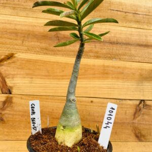 1010 44 Rosa do Deserto Grape Beauty