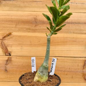 1810 43 Rosa do Deserto Céu Estrelado