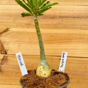 1810 104 Rosa do Deserto Grape Essence