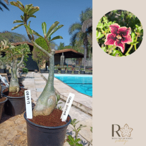 0909 13 Rosa do Deserto Grape Essence