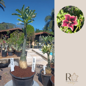 2808 30 Rosa do Deserto Grape Essence