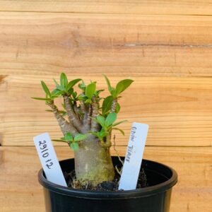 2910 12 Arabicum Odin Black - F2 12 meses