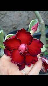 Podadinha - Rosa do Deserto Meeting Love