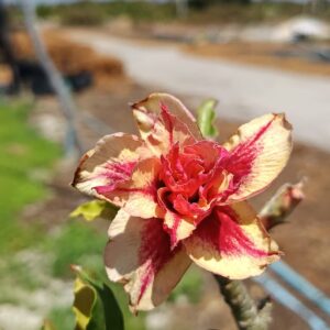 Podadinha - Rosa do Deserto Lança Chamas