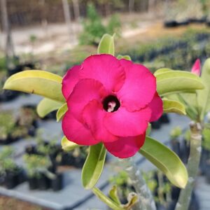 Podadinha - Rosa do Deserto  Apple (Swazicum Dobrada)