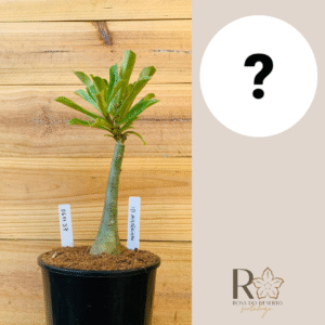 0611 37 Rosa do Deserto ID MISTERIOSO