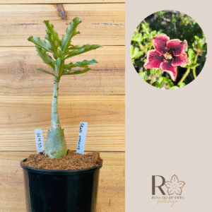 0611 33 Rosa do Deserto Grape Essence