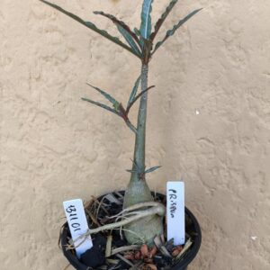 1310 01 Rosa do Deserto Crispum ( RESERVADO PARA RIFA)