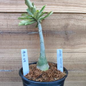 1411 09 Rosa do Deserto Grape Essence