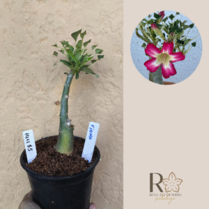 1411 85 Rosa do Deserto Fiona