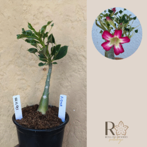 1411 91 Rosa do Deserto Fiona