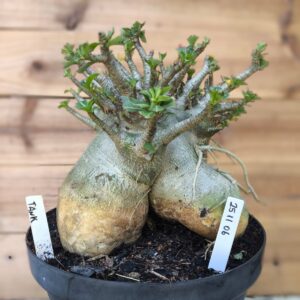 2511 06 Arabicum Tank - Adulta