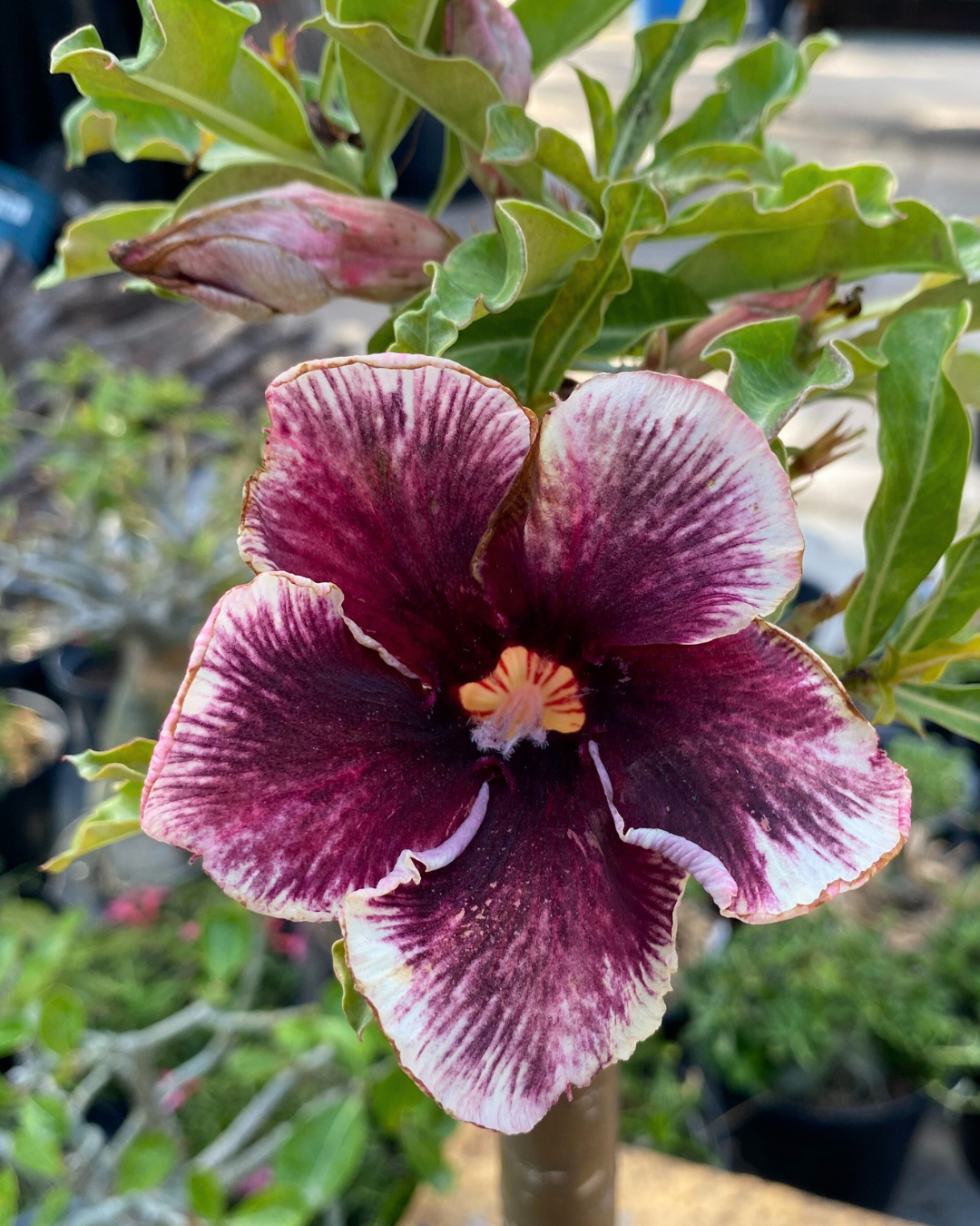 Avaria - Rosa do Deserto Grape Essence - Imagem 2