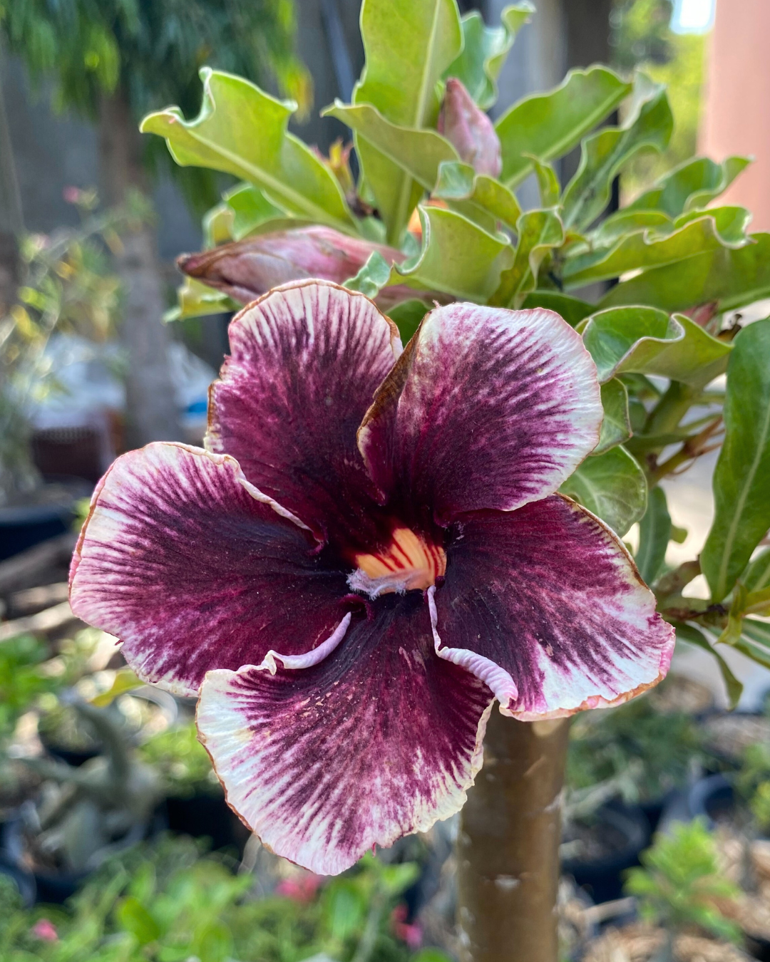 Avaria - Rosa do Deserto Grape Essence - Imagem 3