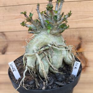 2711 06 Arabicum Leviatã- Adulta