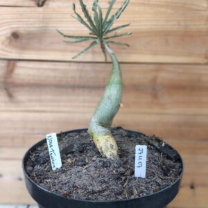 2711 07 Nova Tanzania  de Semente - adulta