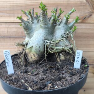 2711 01 Arabicum Poseidon - Adulta