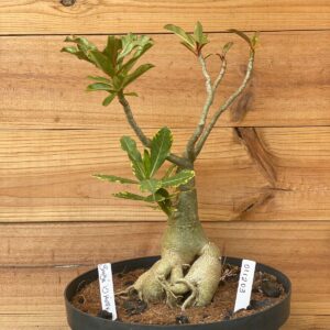 0112 03 Baobá ID Misterioso