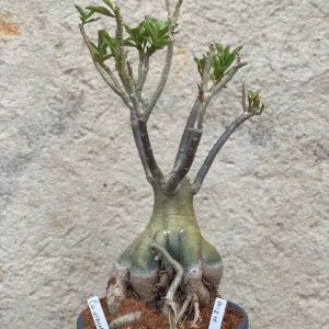 0112 10 Baobá Céu estrelado