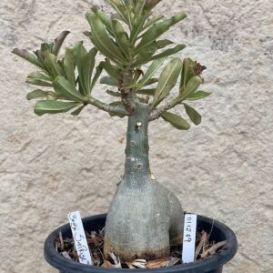 0112 09 Baobá Surprise