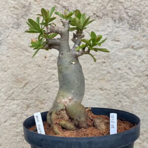 0112 08 Baobá Miss Fortim