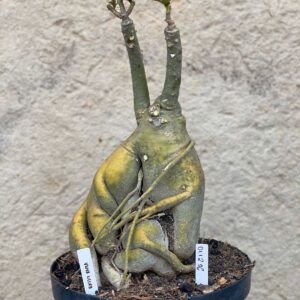 0112 06 Baobá Viuva Negra