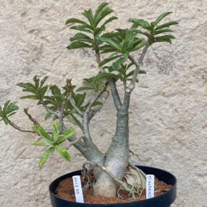 0112 05 Baobá ID Misterioso