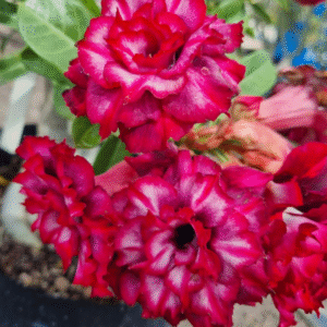 Pré Venda - Rosa do deserto Mah Nee Nate