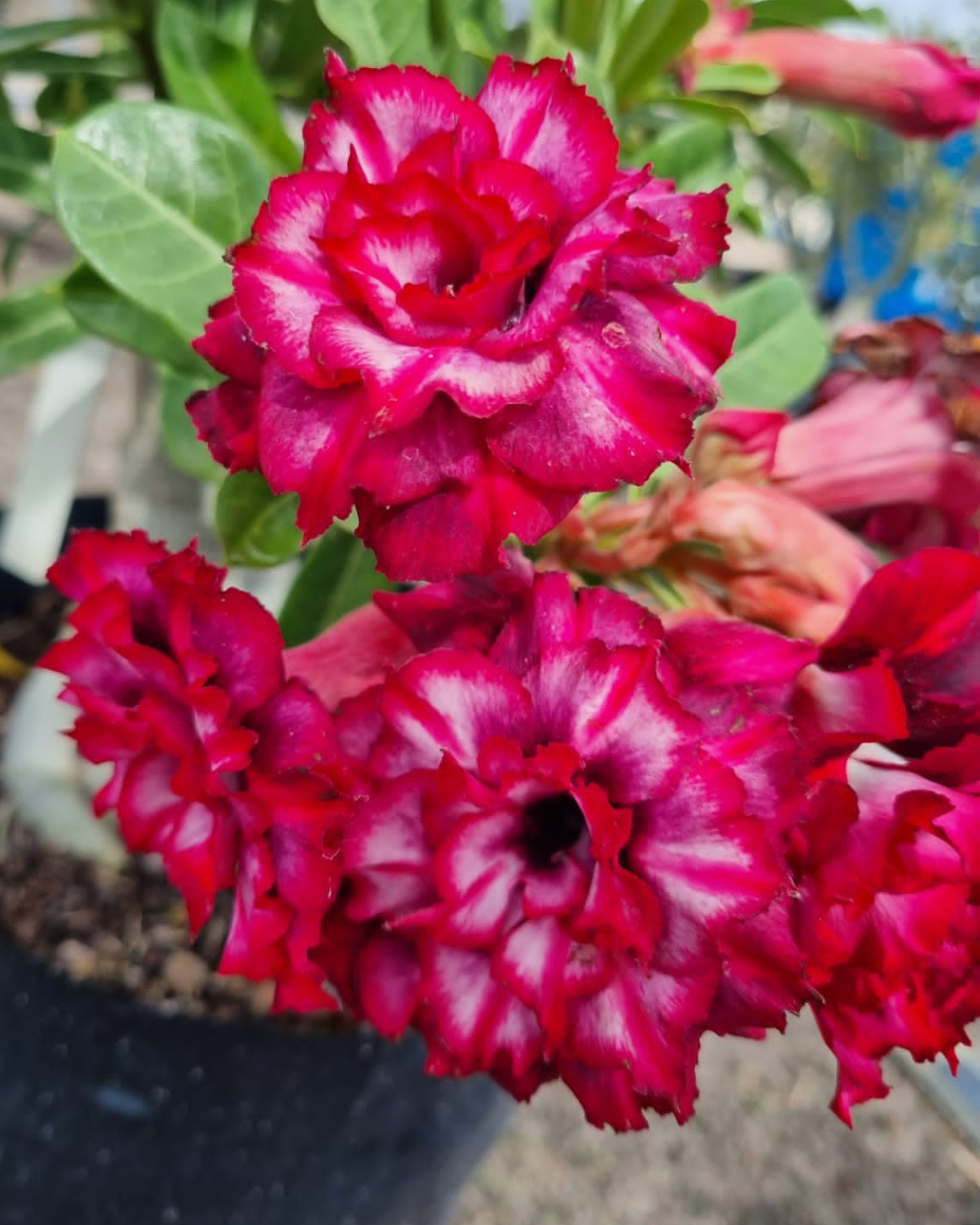 Rosa do deserto Mah Nee Nate