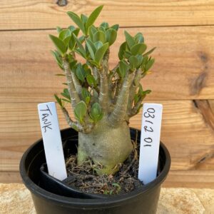 0312 01 Arabicum Tank- F2 12 meses