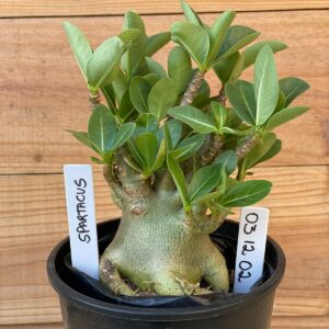 0312 02  Arabicum Spartacus- F2 12 meses