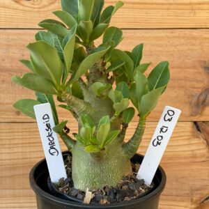 0312 03  Arabicum Darckseid- F2 12 meses