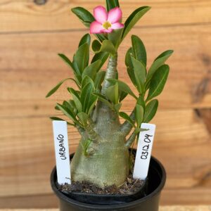 0312 04  Arabicum Urbano- F2 12 meses