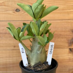 0312 05  Arabicum Nix - F2 12 meses