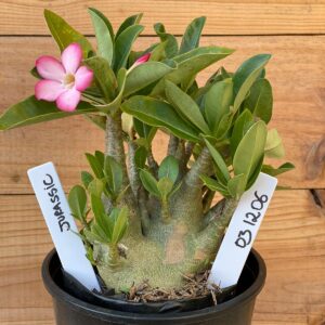 0312 06  Arabicum Jurassic - F2 12 meses