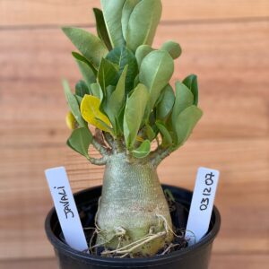 0312 07  Arabicum Javali - F2 12 meses