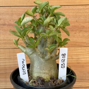 0312 08  Arabicum Ultron - F2 12 meses