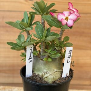 0312 09  Arabicum Wrangler - F2 12 meses