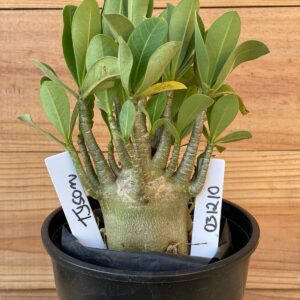 0312 10  Arabicum Tyson - F2 12 meses