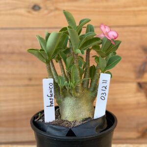 0312 11  Arabicum Hesfero  - F2 12 meses