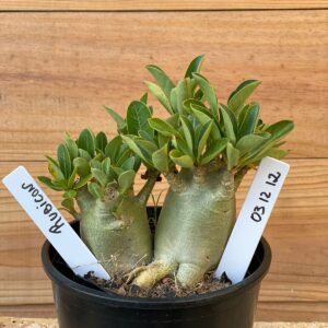 0312 12  Arabicum Rubicon - F2 12 meses