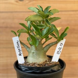 0312 13  Arabicum Megatron - F2 12 meses