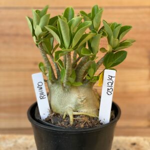 0312 14  Arabicum Rhino - F2 12 meses