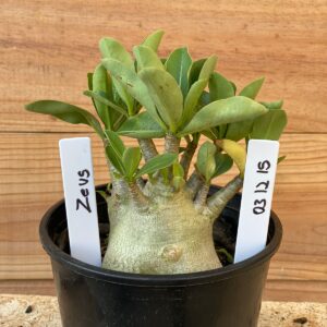 0312 15  Arabicum Zeus - F2 12 meses