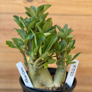 0312 16  Arabicum Poseidon - F2 12 meses