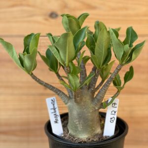 0312 17  Arabicum Megalodonte - F2 12 meses